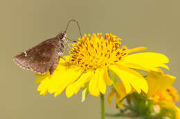 Image of Clouded Skipper