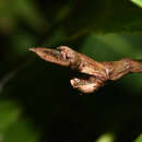 Image of Bactricia bituberculata (Schaum 1857)