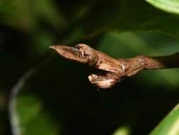 Image of Bactricia bituberculata (Schaum 1857)