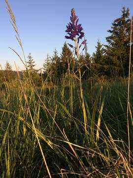 Image of large camas