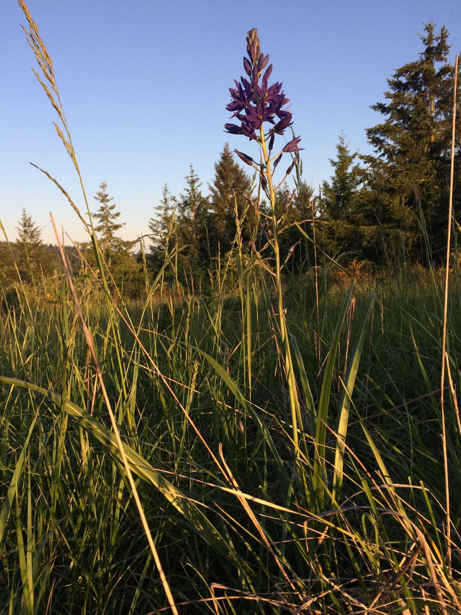 Image de Camassia leichtlinii (Baker) S. Watson