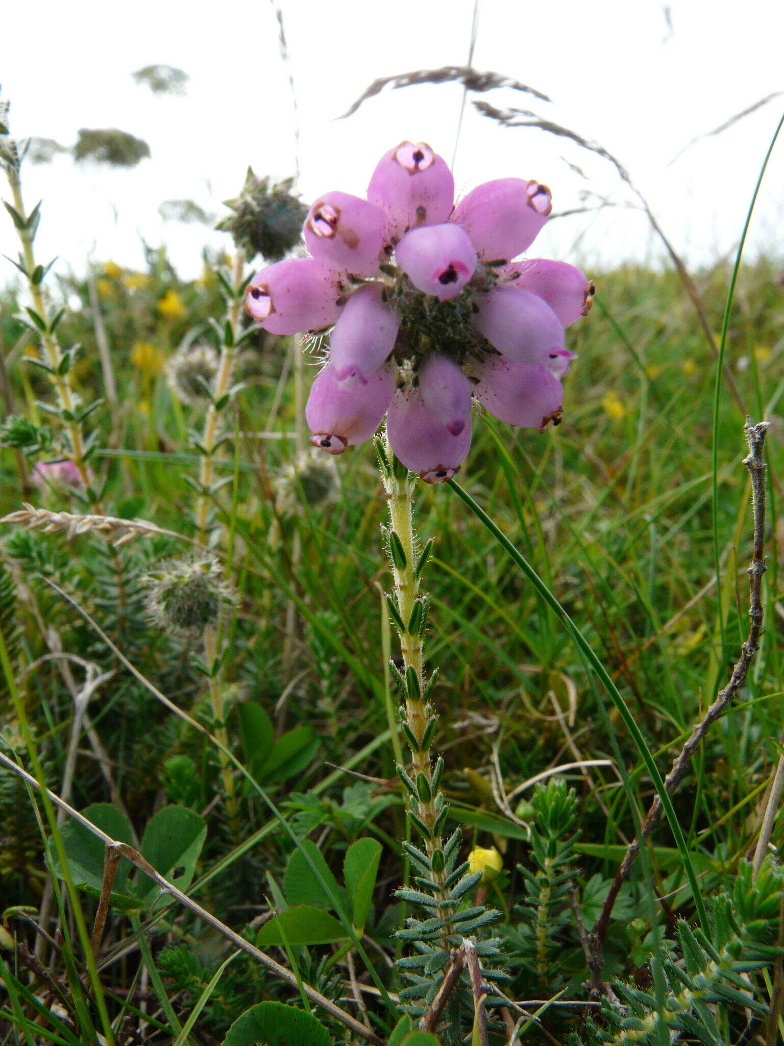 Image of Bog Heather