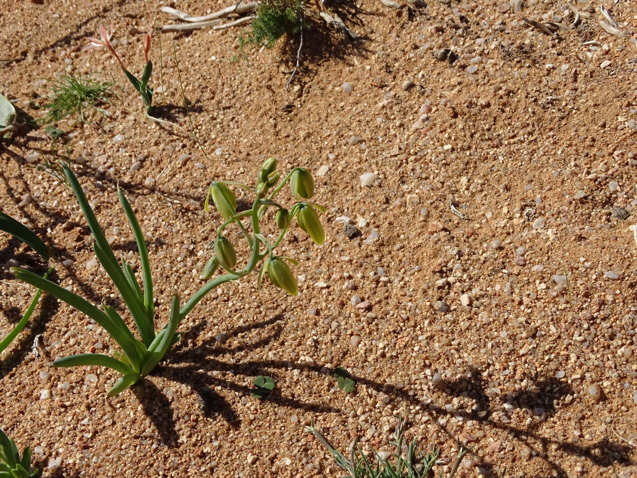 Image of Albuca leucantha U. Müll.-Doblies