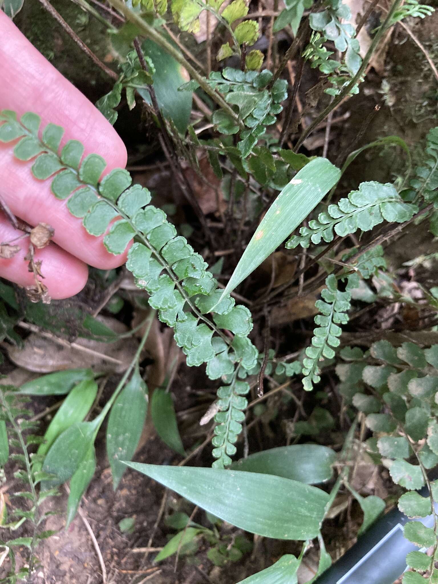 Image of <i>Lindsaea <i>orbiculata</i></i> var. orbiculata