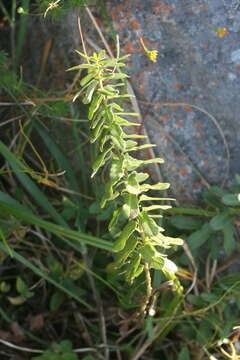 Schizoglossum atropurpureum E. Mey.的圖片