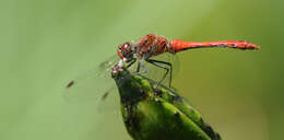 Image of Ruddy Darter