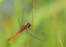 Image of Ruddy Darter