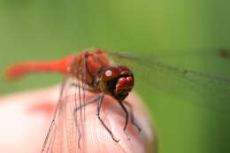 Image of Ruddy Darter