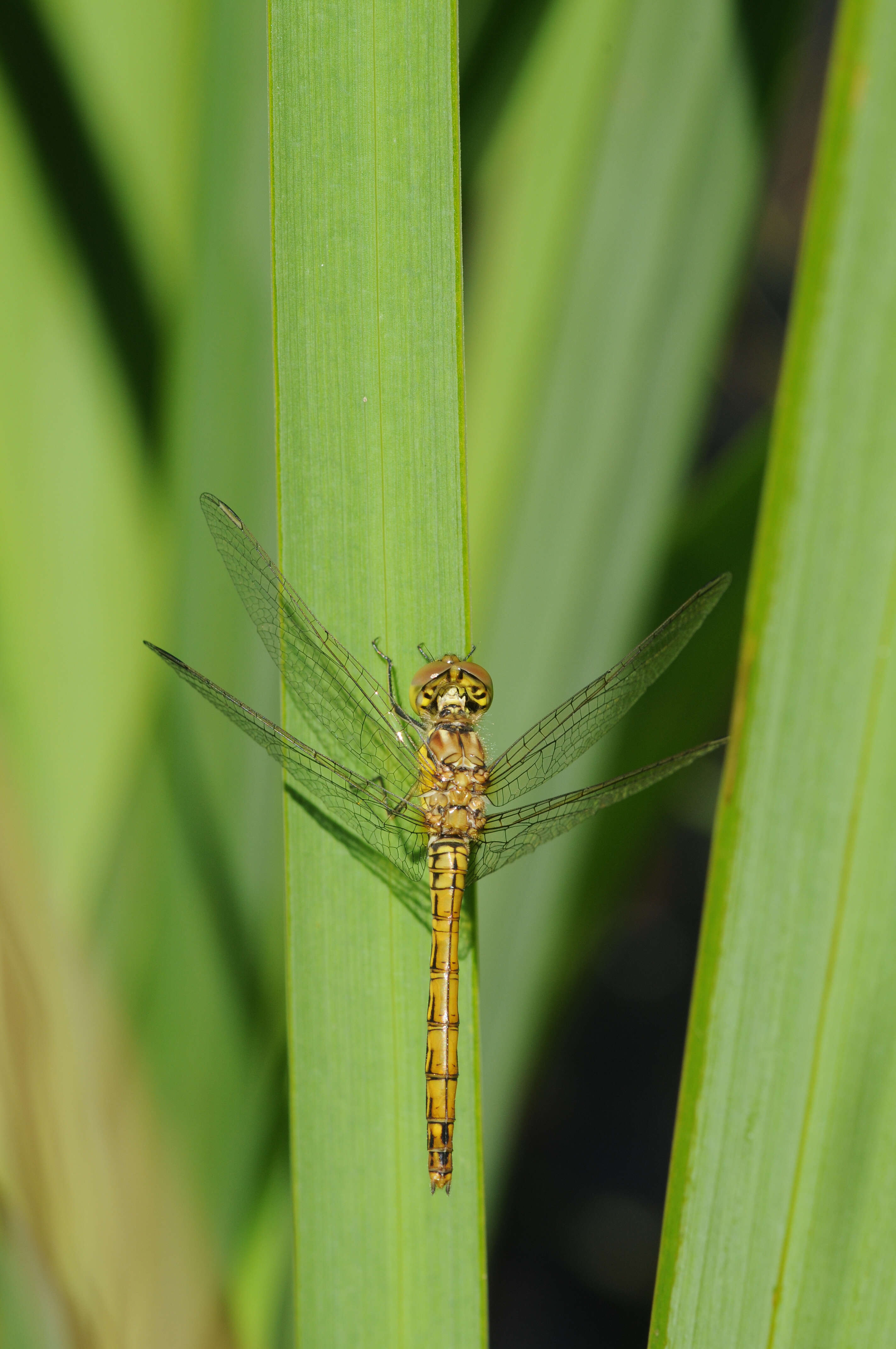 Image of Ruddy Darter