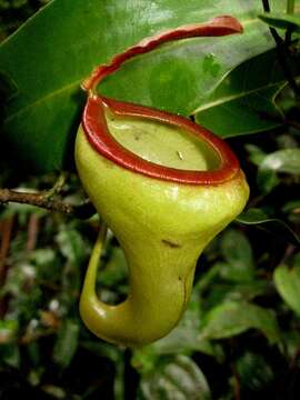 Слика од Nepenthes pyriformis Sh. Kurata