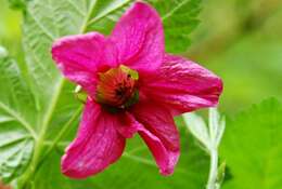 Image of salmonberry