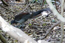 Image of lyrebirds