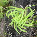 Image of Capeobolus brevicaulis (C. B. Clarke) Browning