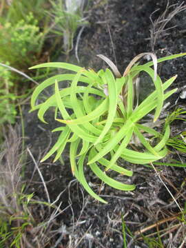 Image of Capeobolus brevicaulis (C. B. Clarke) Browning