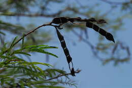 Слика од Mimosa glutinosa Malme