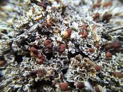 Image of cup lichen