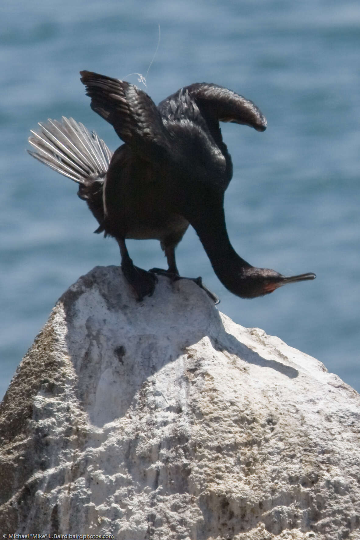 Image of Baird's cormorant