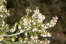 Image of Tree Heath