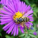 Image of Eastern Hornet Fly