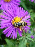 Image of Eastern Hornet Fly