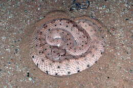 Image of Sidewinder Rattlesnake