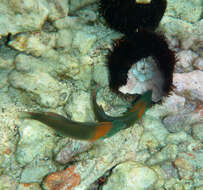 Image of Saddle wrasse