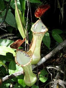 Image of Nepenthes eustachya Miq.