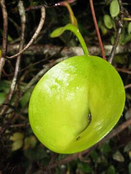 Image of Pitcher plant