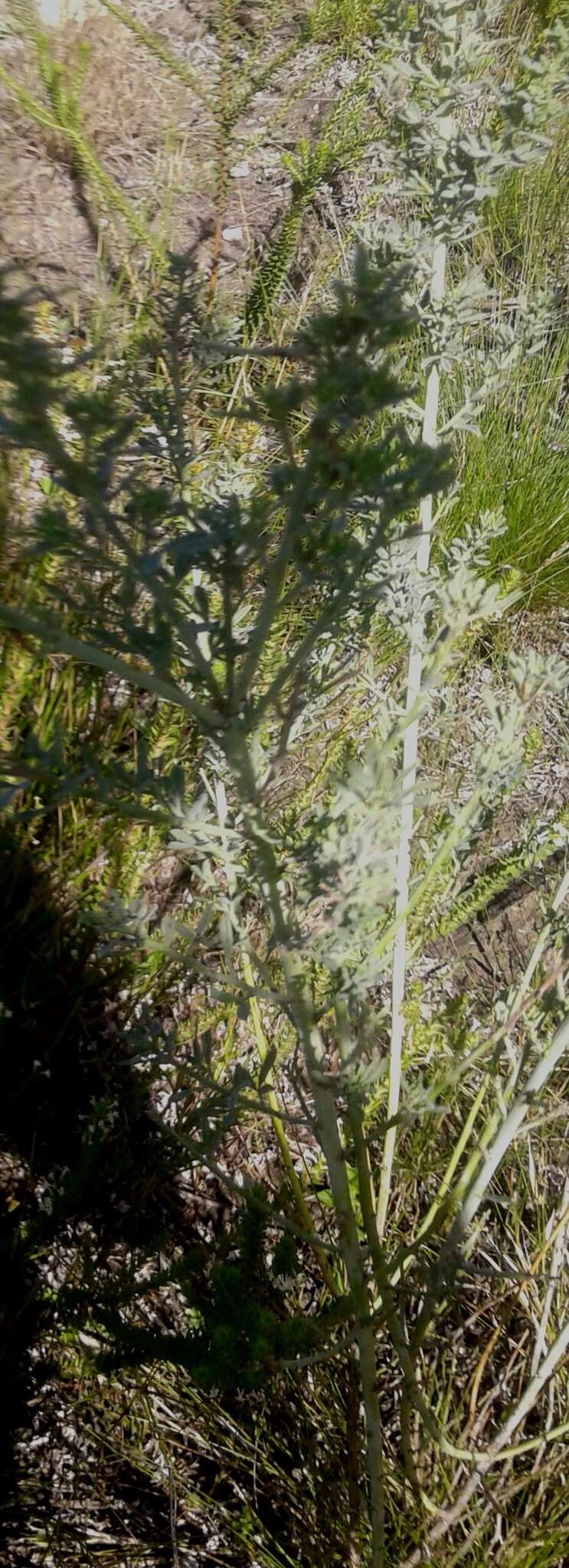 Image of Psoralea axillaris L. fil.