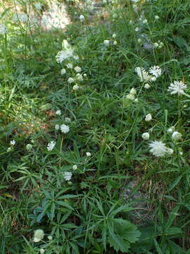 Imagem de Astrantia minor L.