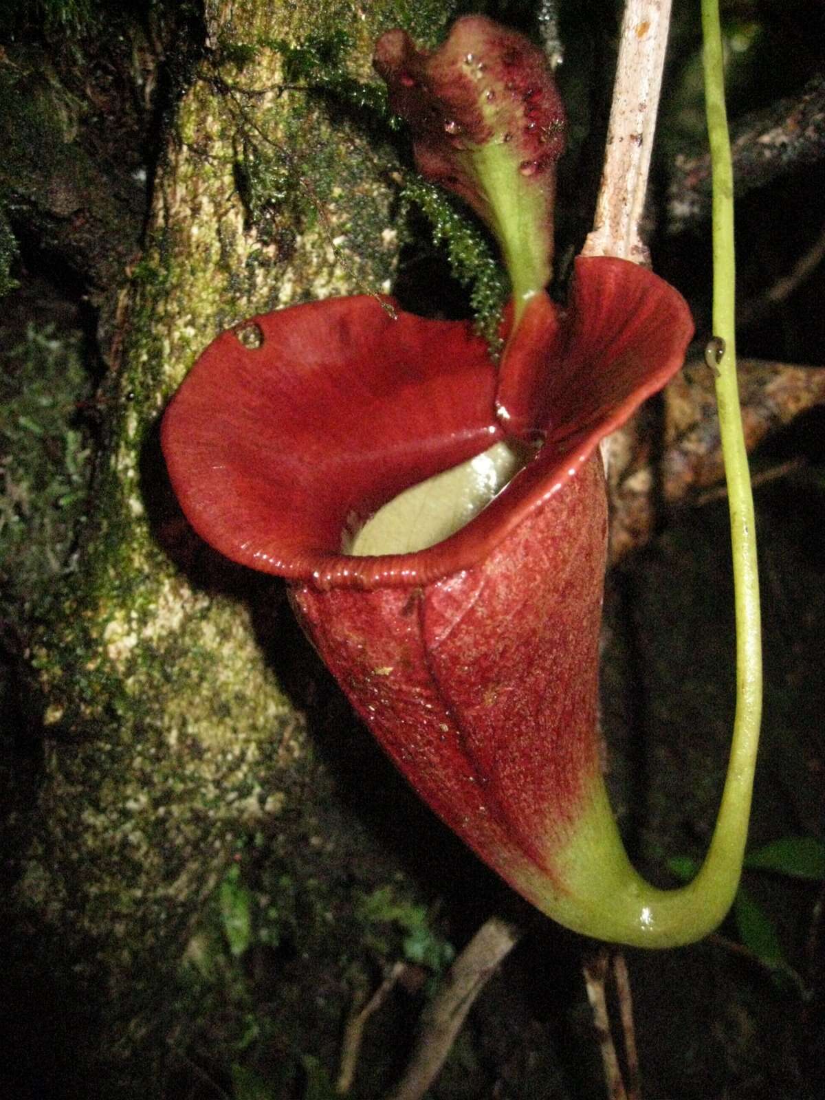 Image of Nepenthes jacquelineae Clarke, Davis & Tamin