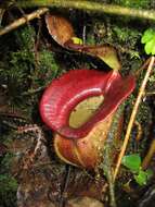 Слика од Nepenthes jacquelineae Clarke, Davis & Tamin