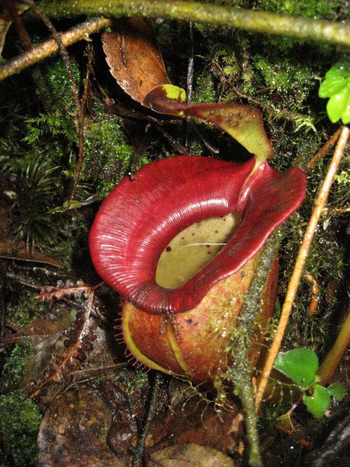 Image of Nepenthes jacquelineae Clarke, Davis & Tamin