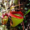 Image of Nepenthes jacquelineae Clarke, Davis & Tamin