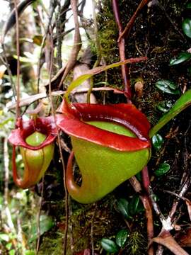 Nepenthes jacquelineae Clarke, Davis & Tamin resmi