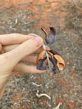 Image de Hakea lorea (R. Br.) R. Br.