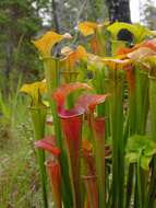 Image of Green Pitcherplant