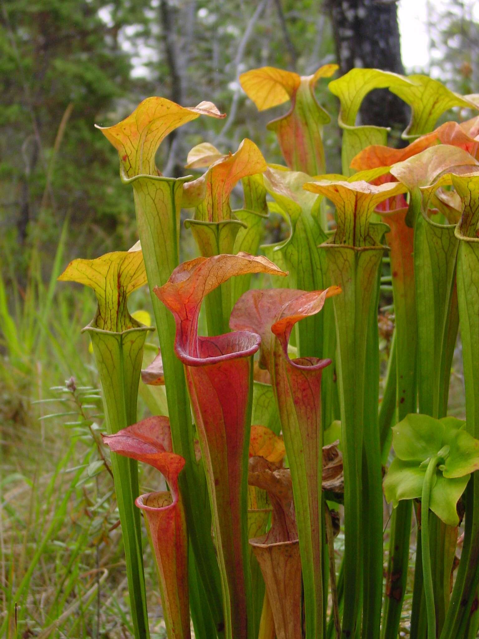 Image of Green Pitcherplant