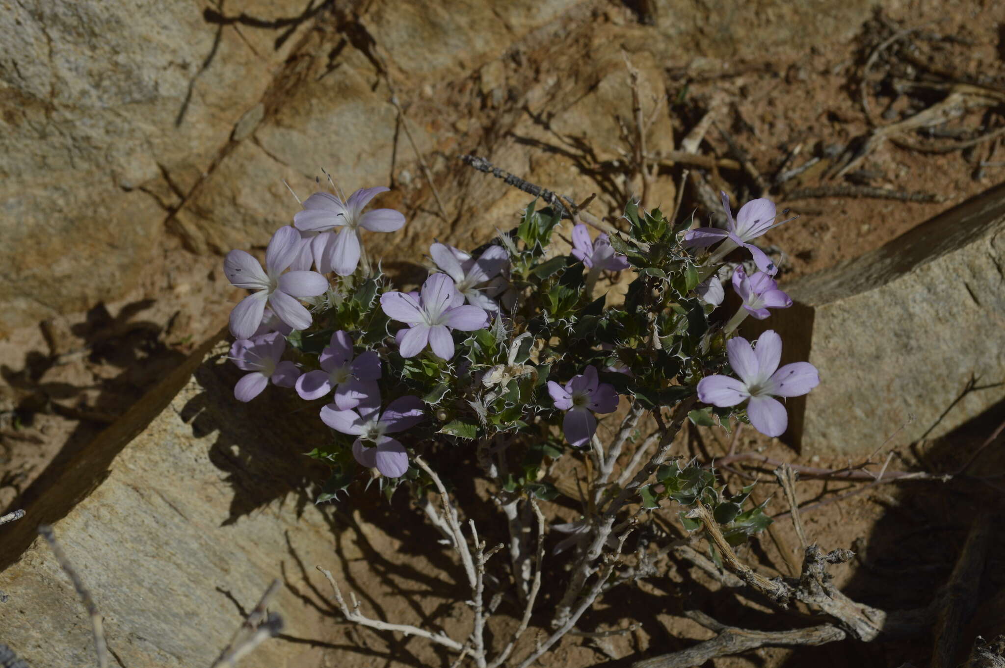 Image de Barleria rigida Willd. ex Nees