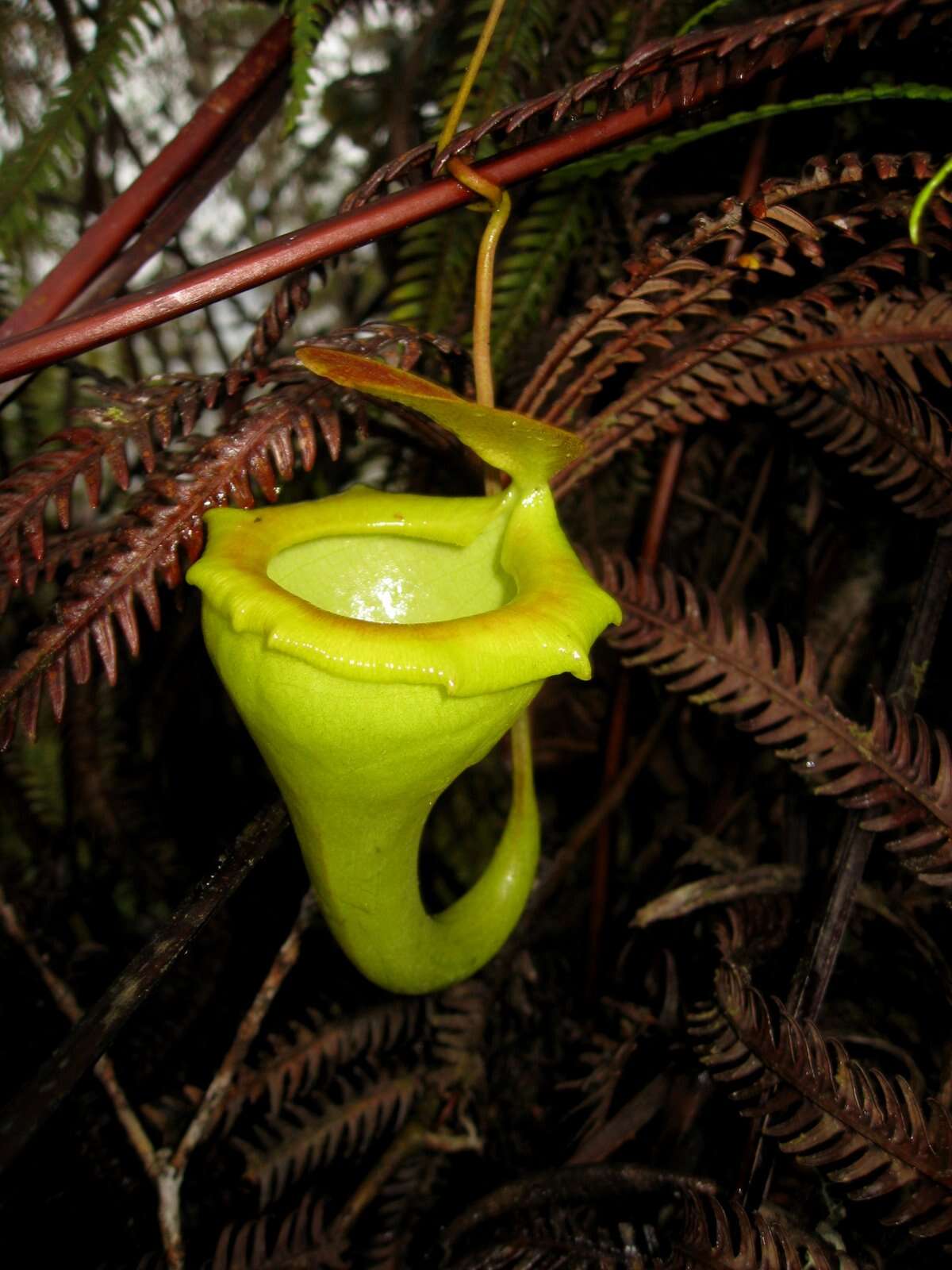 Image of Nepenthes flava Wistuba, Nerz & A. Fleischm.