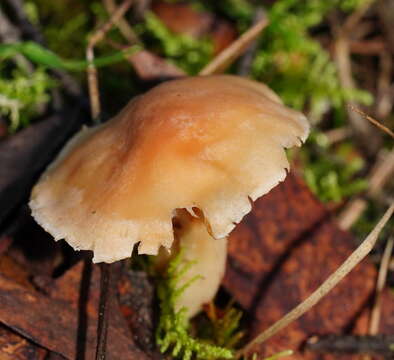 Image of Hygrocybe austropratensis A. M. Young 1999