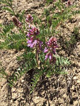 صورة Astragalus bisulcatus (Hook.) A. Gray