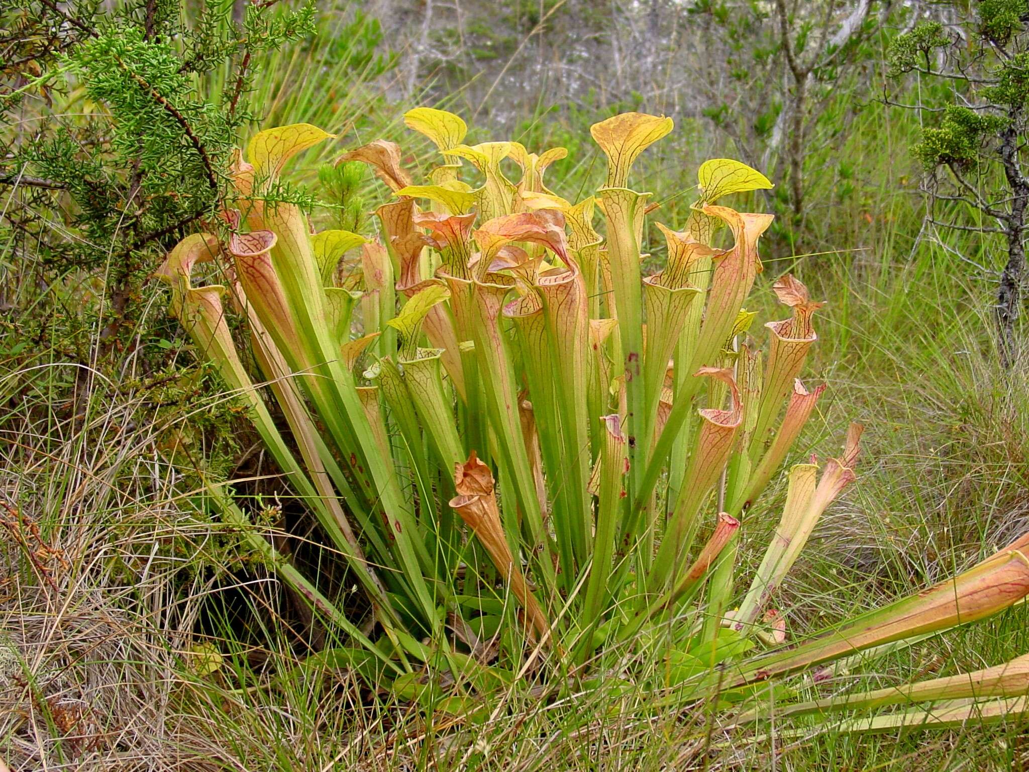 Image of Green Pitcherplant