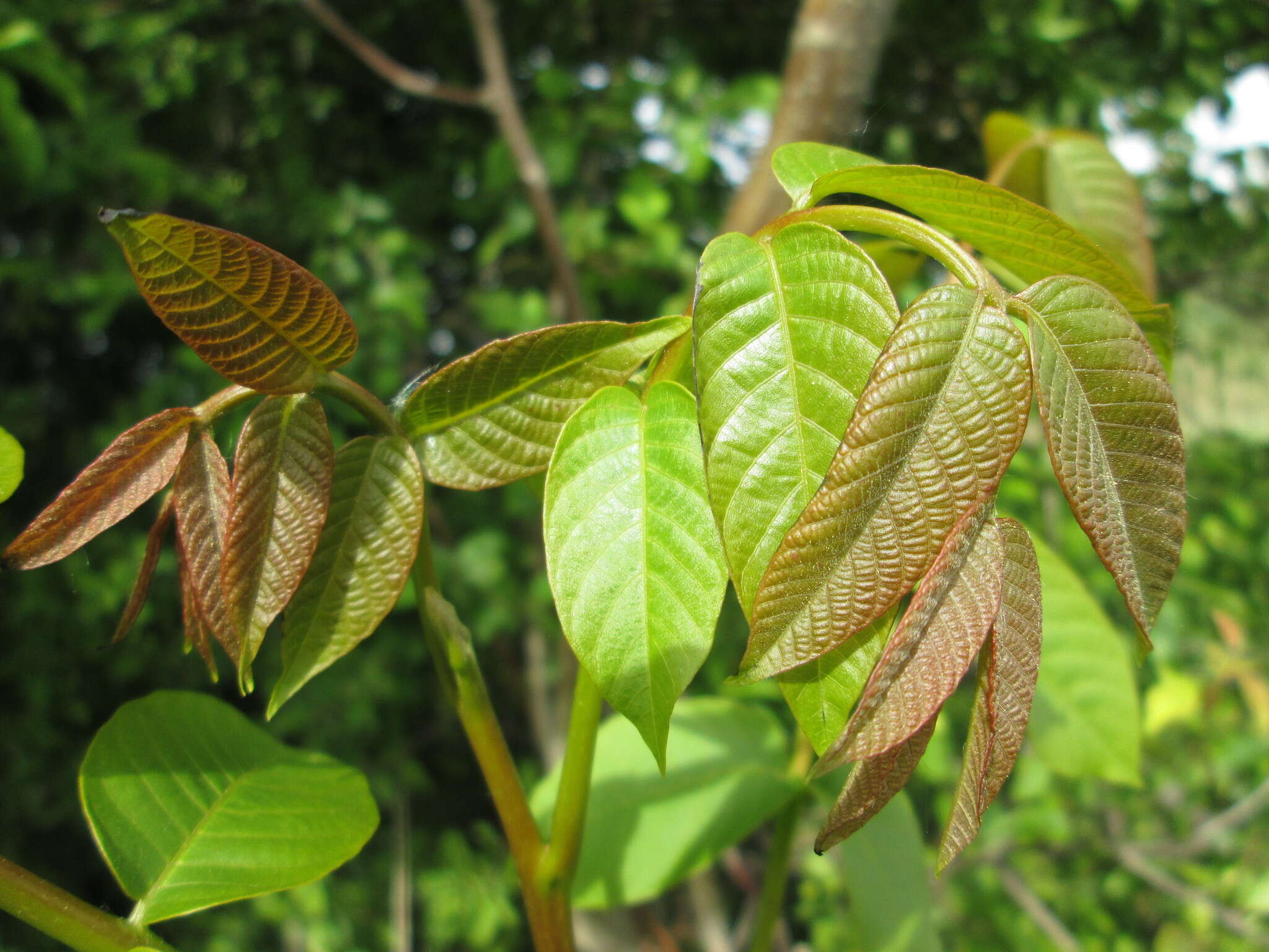 Image of Common walnut