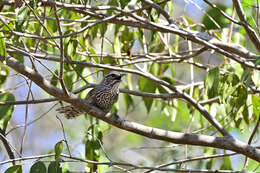 Image of Spot-breasted Wren