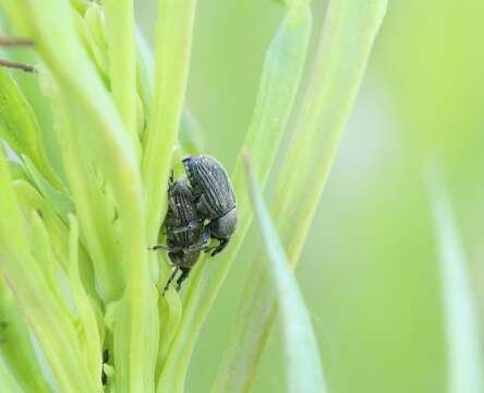 Image of Weevil