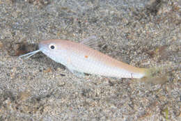 Image of Cinnabar goatfish