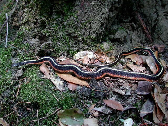 Image of Thamnophis sirtalis infernalis (Blainville 1835)