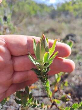 Image of Leucadendron stelligerum I. Williams