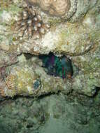 Image of Dusky parrotfish